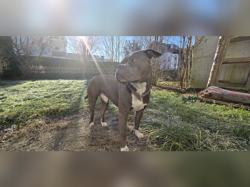 American Bulldog Mix Rüde Braun Unkastriert 3 Jahre