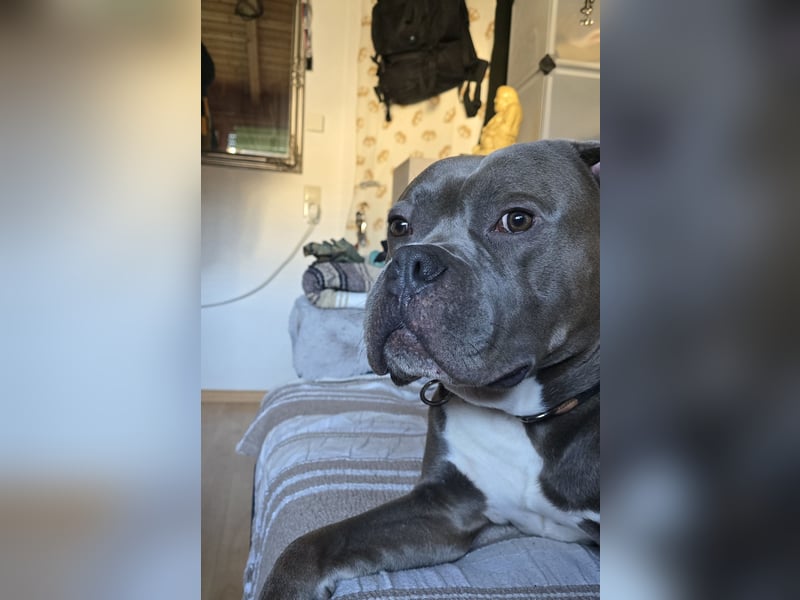 American Bulldog Mix Rüde Braun Unkastriert 3 Jahre