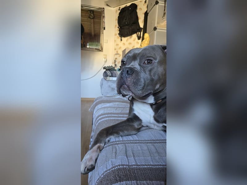 Rüde American Bulldog Mix Braun Weiss
