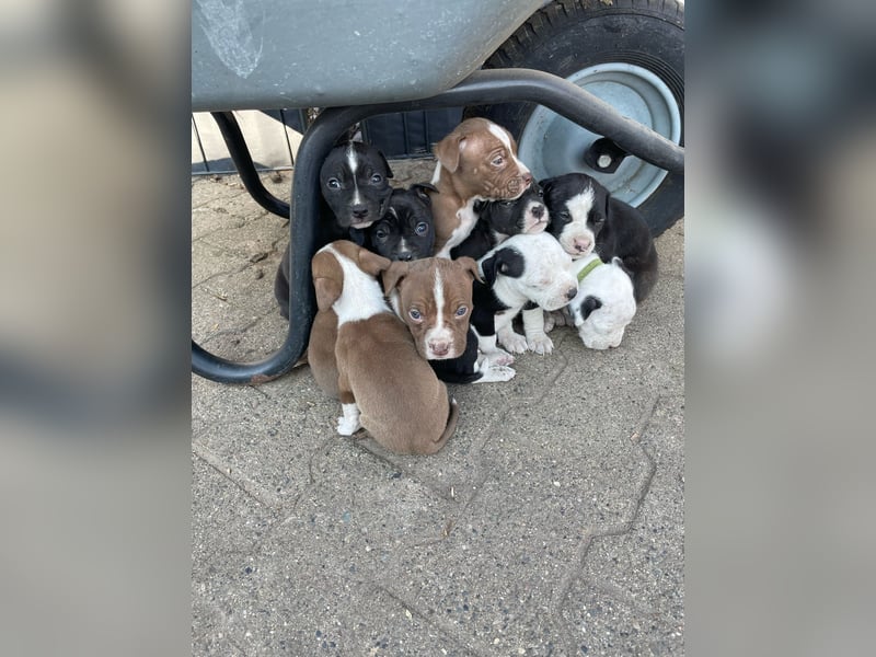 American Bulldog