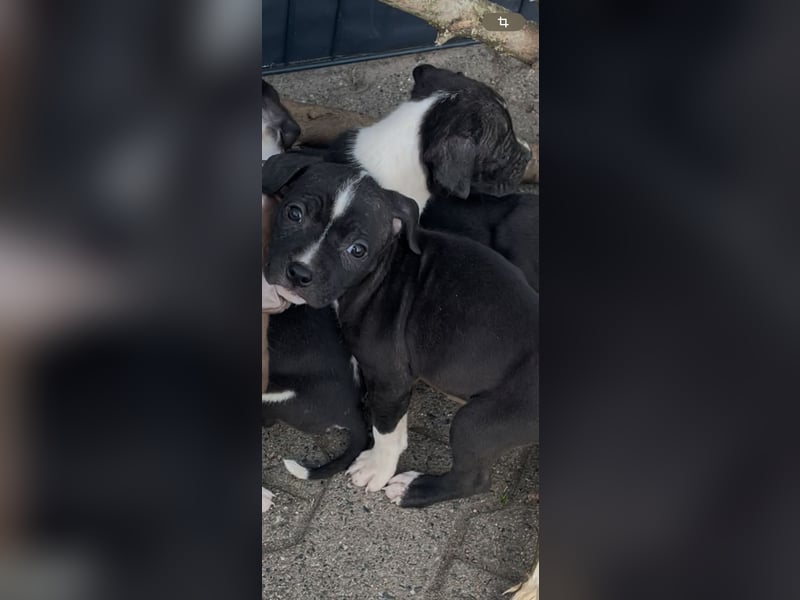 American Bulldog