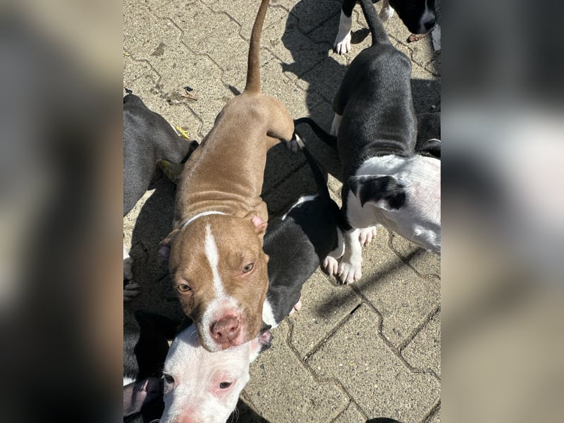 American Bulldog
