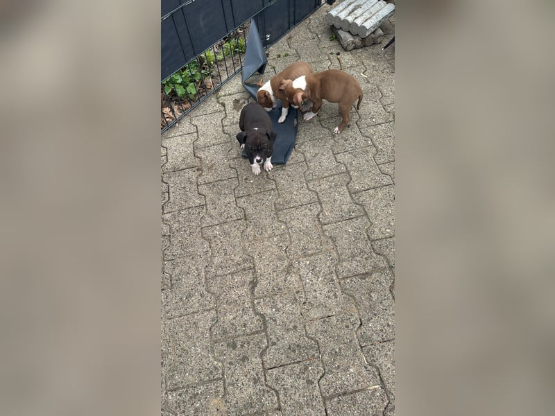 American Bulldog