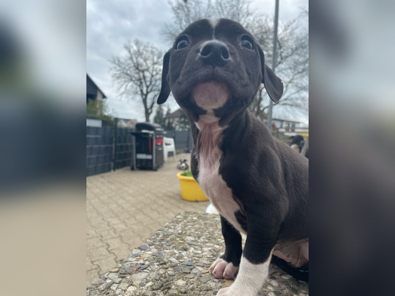 American Bulldog