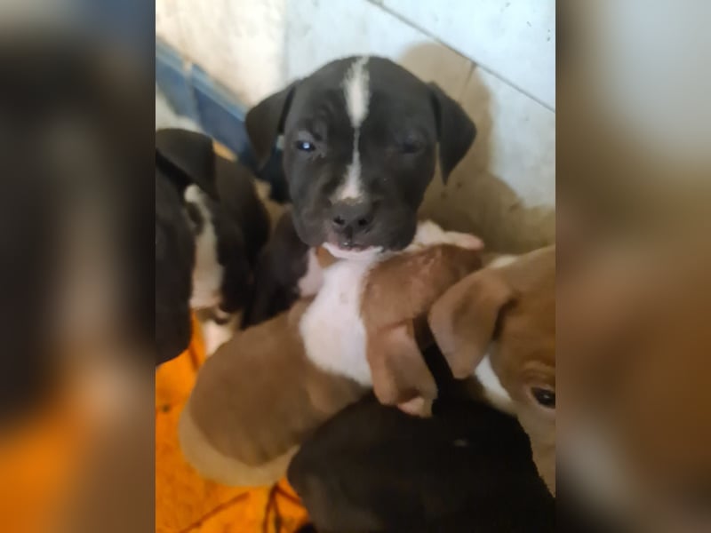 American Bulldog