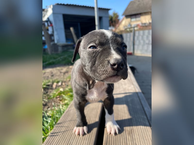 American Bulldog