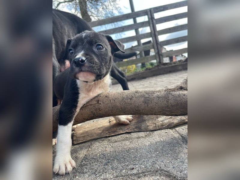American Bulldog