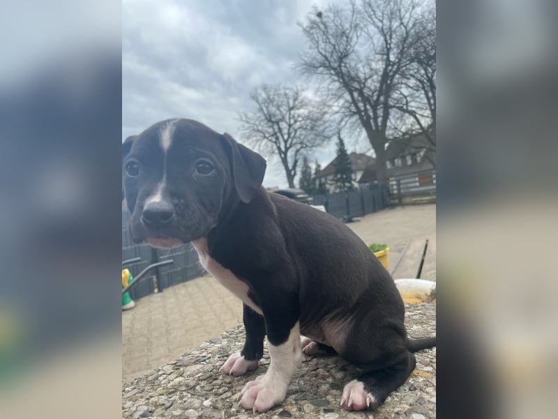 American Bulldog