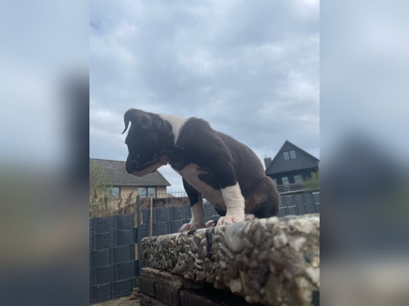American Bulldog
