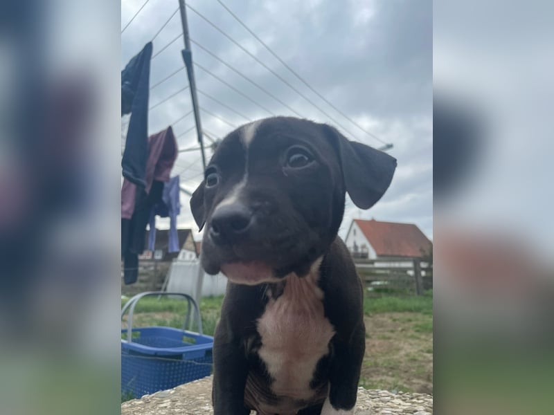 American Bulldog