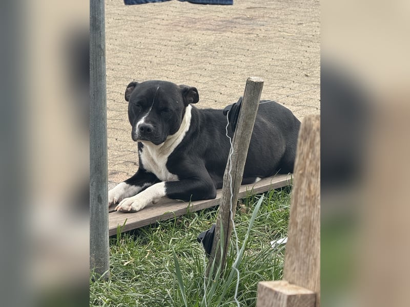 American Bulldog