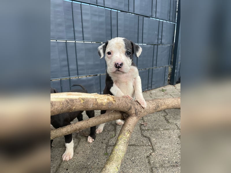 American Bulldog