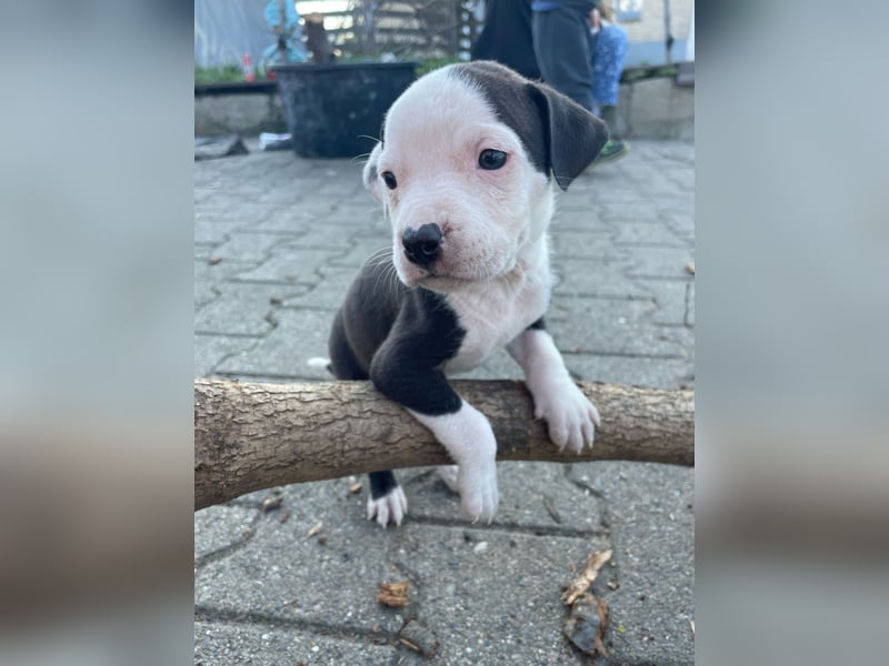 American Bulldog