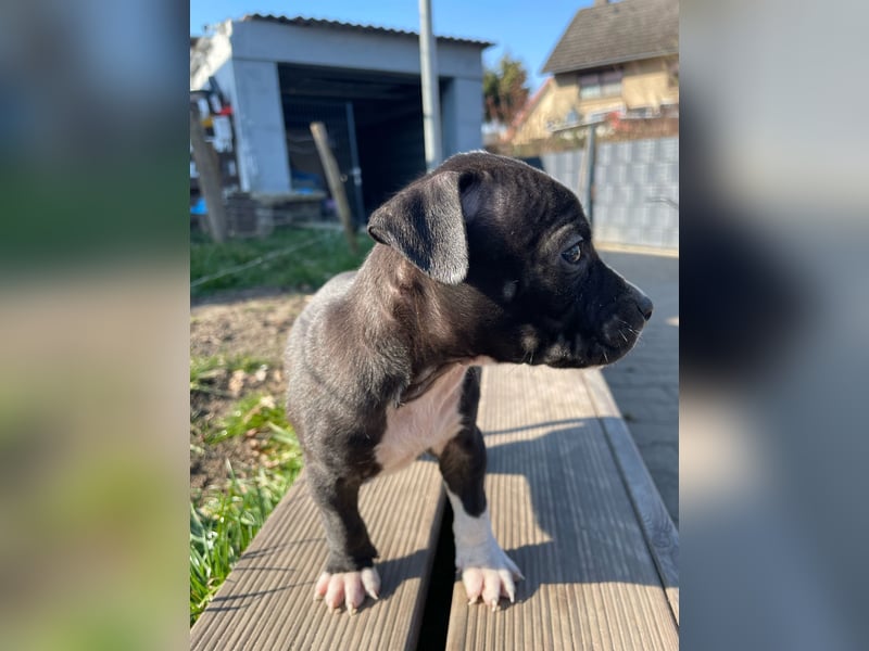 American Bulldog