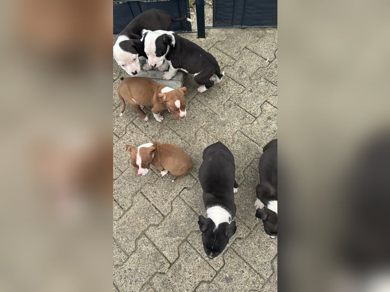 American Bulldog