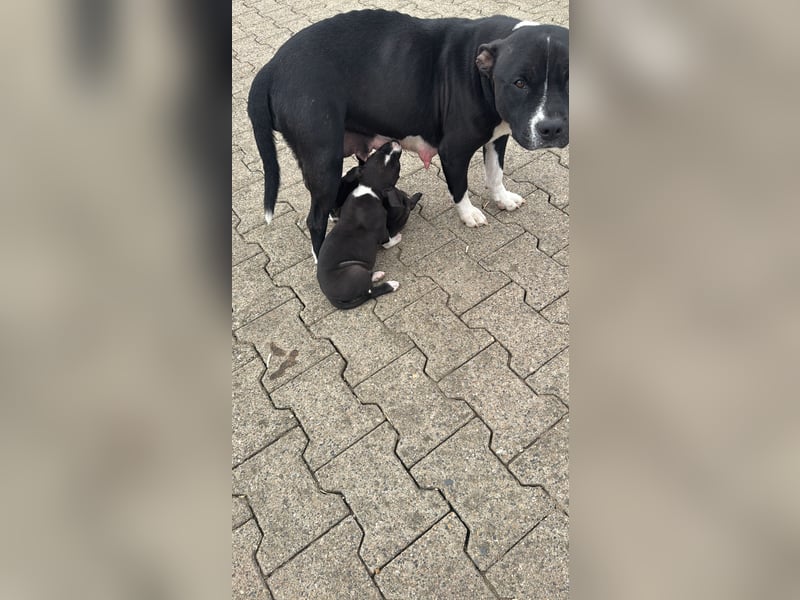 American Bulldog