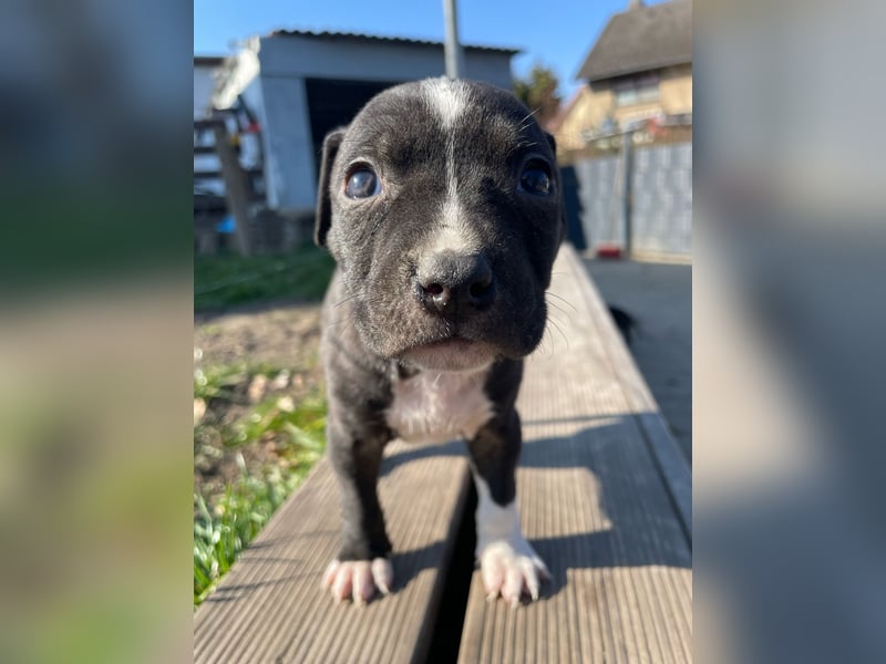 American Bulldog