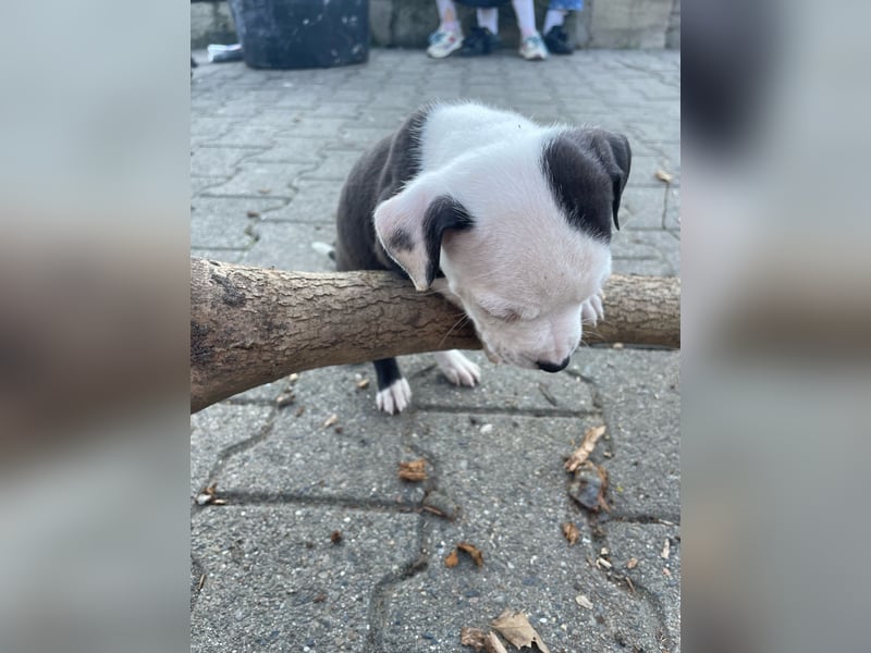 American Bulldog