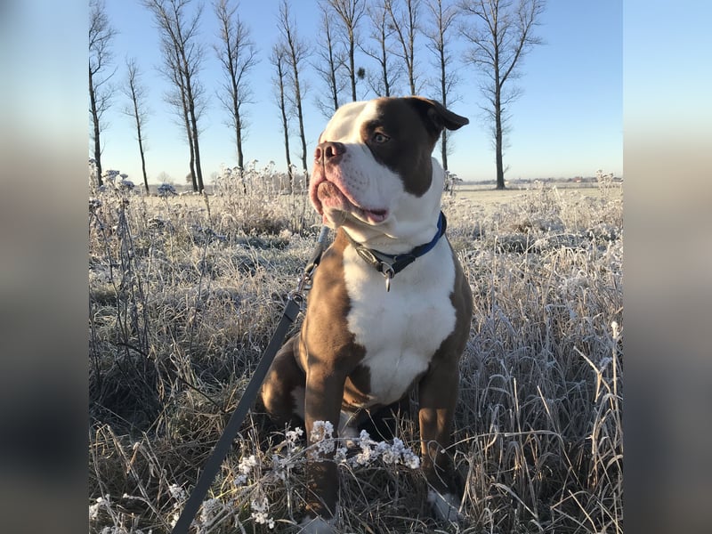 Amerikanische Bulldogge sucht ein zuhause