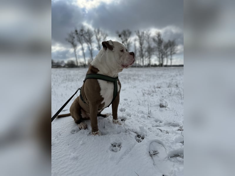 Amerikanische Bulldogge sucht ein zuhause