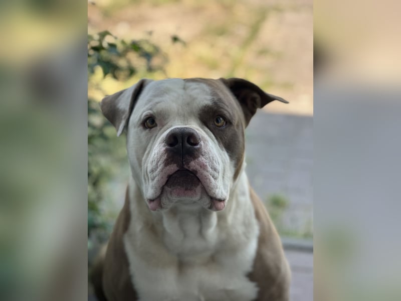 Amerikanische Bulldogge sucht ein zuhause