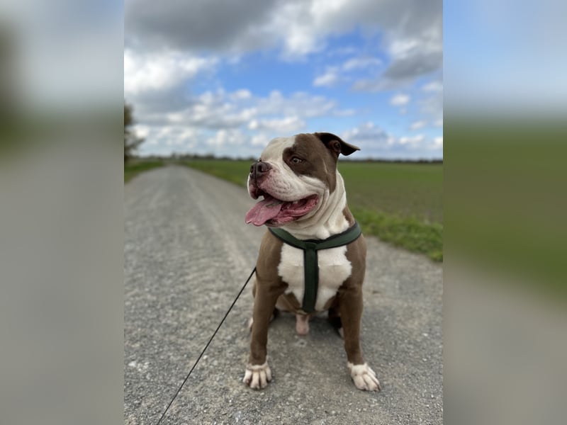 Amerikanische Bulldogge sucht ein zuhause