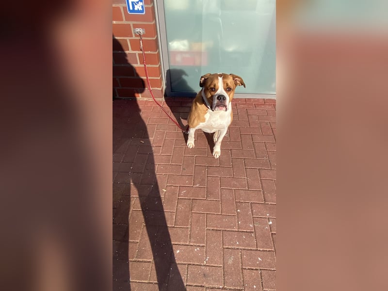 American Bulldog Border -colly  Mix