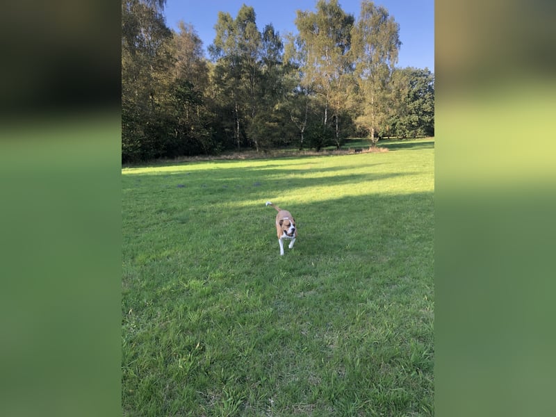 American Bulldog Border -colly  Mix