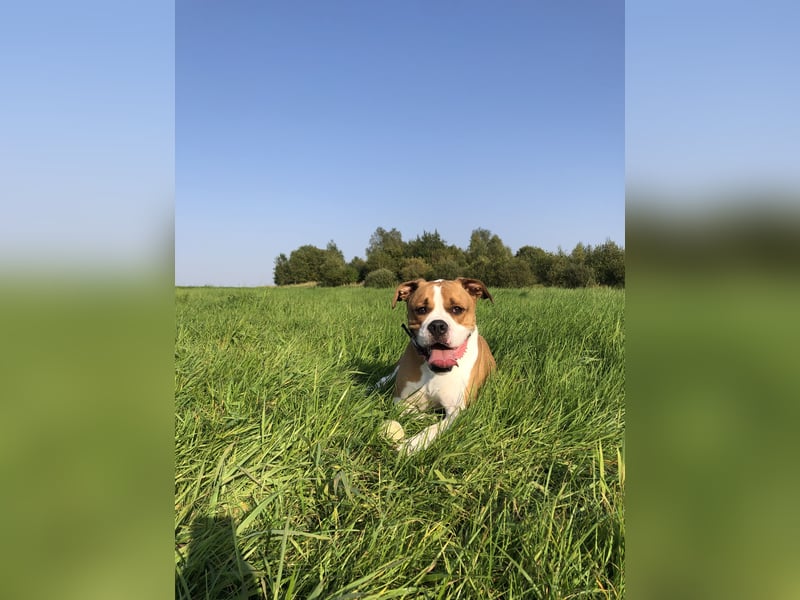 American Bulldog Border -colly  Mix