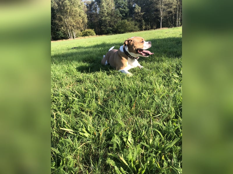 American Bulldog Border -colly  Mix
