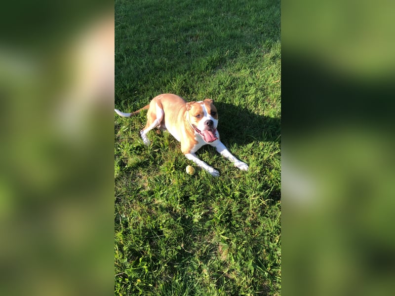 American Bulldog Border -colly  Mix
