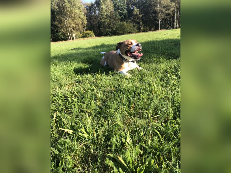 American Bulldog Border -colly  Mix