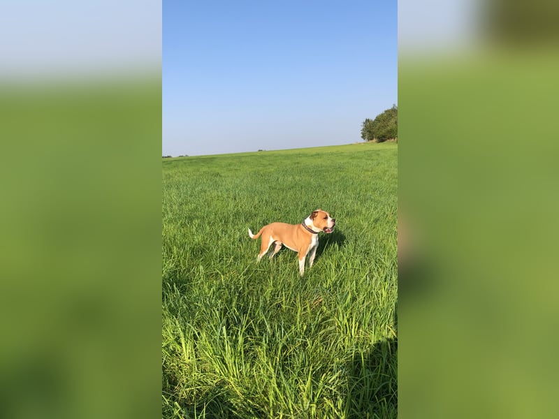 American Bulldog Border -colly  Mix