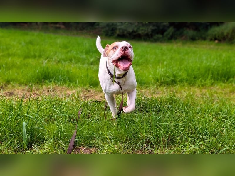 !DRINGEND! Gucci sucht Familie!