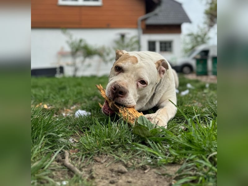 !DRINGEND! Gucci sucht Familie!