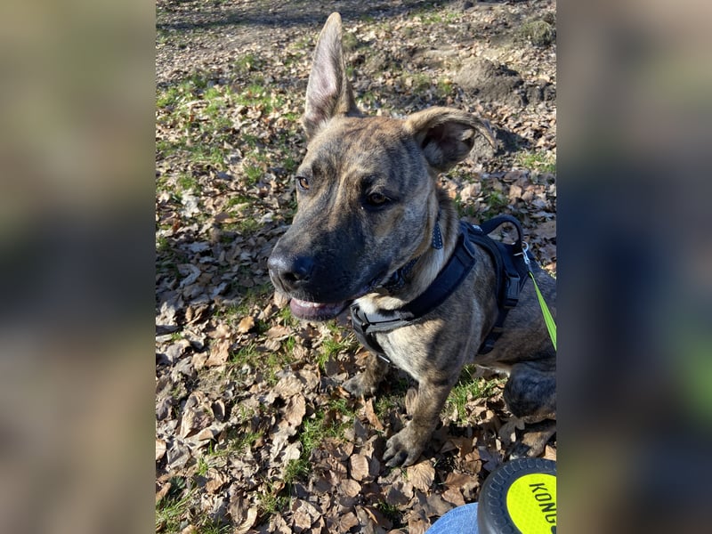 Odin junger Rüde sucht neues Zuhause für immer