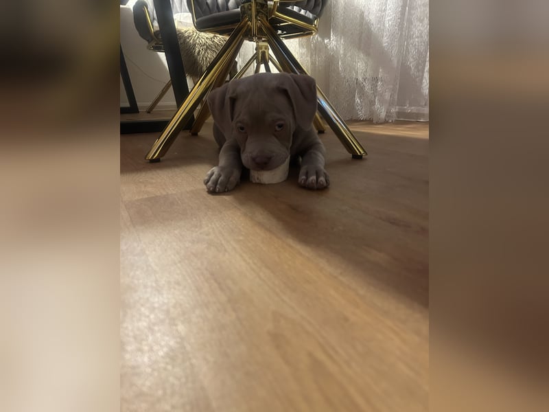 American/Labrador