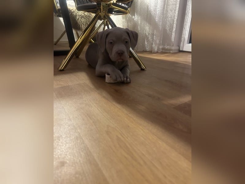 American/Labrador
