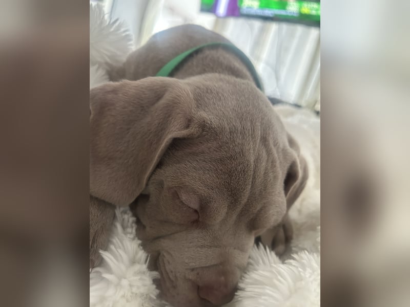 American/Labrador