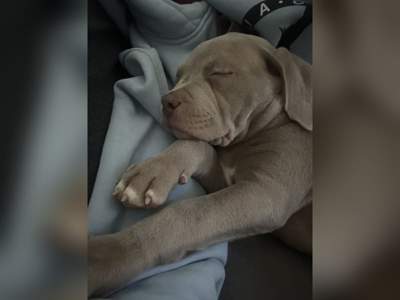 American/Labrador