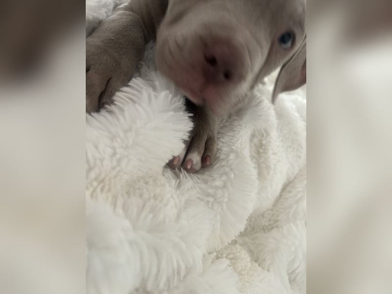 American/Labrador