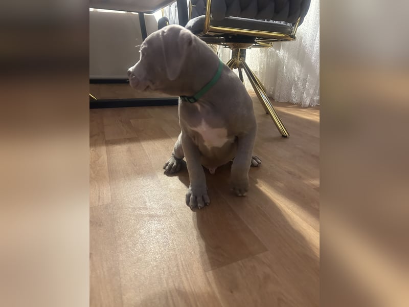 American/Labrador