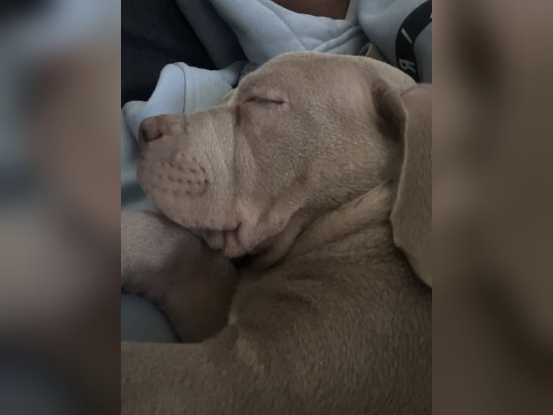 American/Labrador