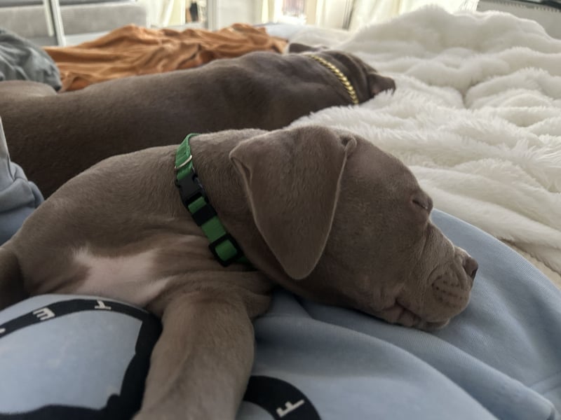 American/Labrador
