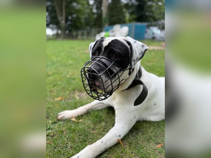 Vermittlungshilfe für Snoopy