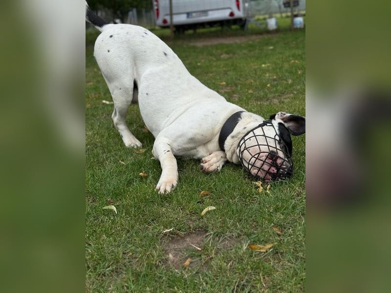 Vermittlungshilfe für Snoopy