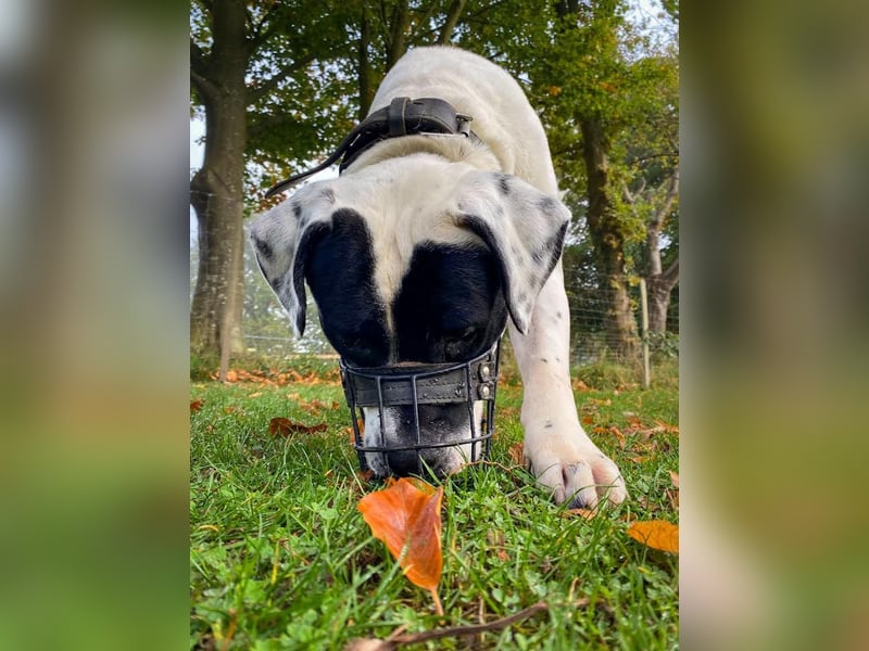 Vermittlungshilfe für Snoopy