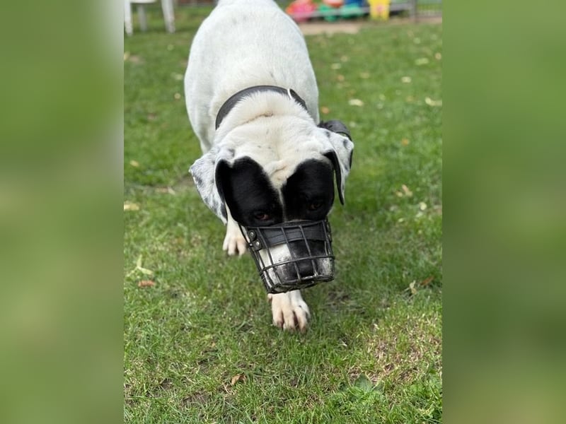 Vermittlungshilfe für Snoopy