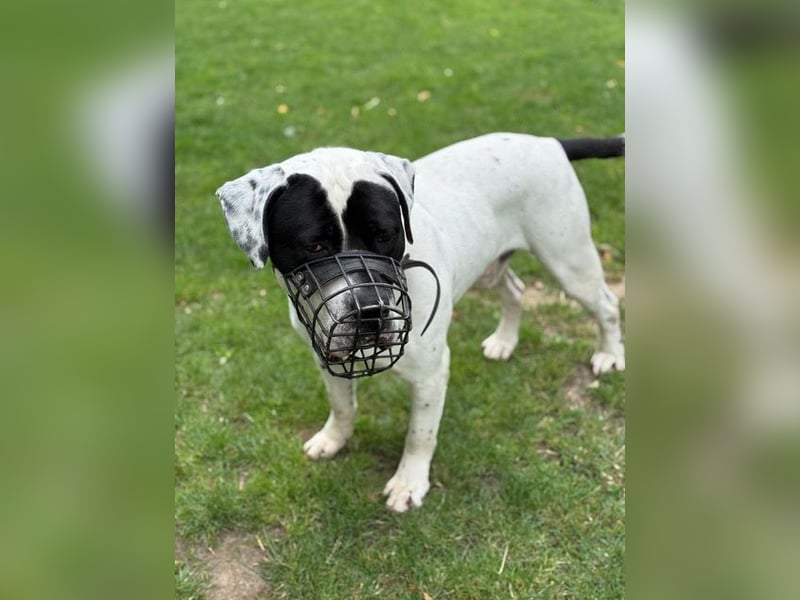 Vermittlungshilfe für Snoopy
