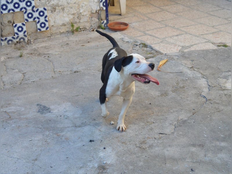 GASPAR